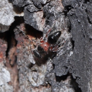 Mutillidae (family) at Namadgi National Park - 28 Apr 2024 12:52 PM