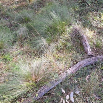 Nassella trichotoma (Serrated Tussock) at Mount Majura - 6 May 2024 by JenniM