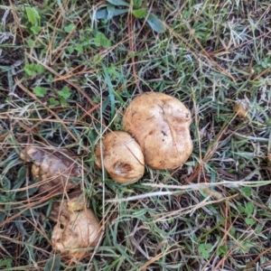 Suillus granulatus at Florey, ACT - 6 May 2024