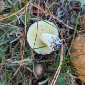 Suillus granulatus at Florey, ACT - 6 May 2024