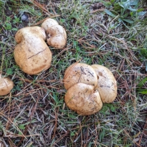 Suillus granulatus at Florey, ACT - 6 May 2024