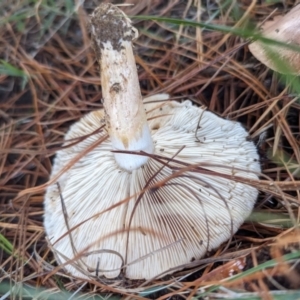 Tricholoma sp. (gills white/creamy) at Florey, ACT - 6 May 2024