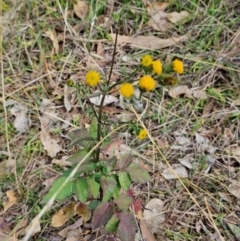 Bidens pilosa (Cobbler's Pegs, Farmer's Friend) at Queanbeyan West, NSW - 5 May 2024 by Jiggy