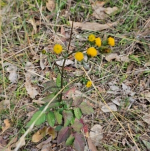 Bidens pilosa at QPRC LGA - 6 May 2024 09:08 AM