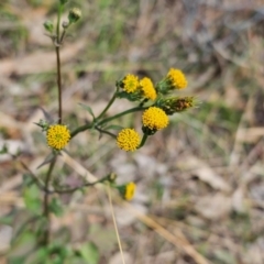 Bidens pilosa at QPRC LGA - 6 May 2024 09:08 AM