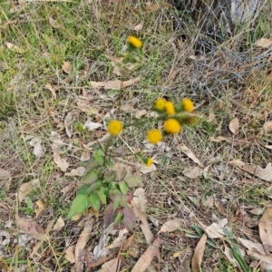 Bidens pilosa at QPRC LGA - 6 May 2024 09:08 AM