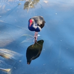 Porphyrio melanotus (Australasian Swamphen) at Adelaide, SA - 6 May 2024 by Mike