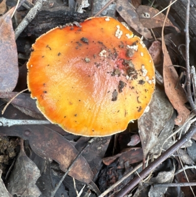 Unidentified Cap on a stem; gills below cap [mushrooms or mushroom-like] at Aranda, ACT - 6 May 2024 by lbradley