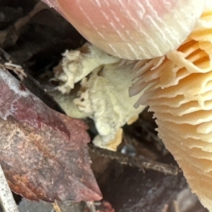 Amanita muscaria at Aranda, ACT - 6 May 2024 10:59 AM