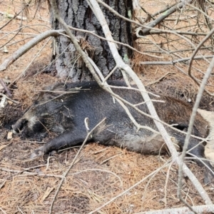 Sus scrofa at Gundaroo, NSW - suppressed