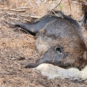 Sus scrofa at Gundaroo, NSW - suppressed