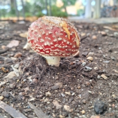 Amanita muscaria (Fly Agaric) at Acton, ACT - 6 May 2024 by LouGaffey