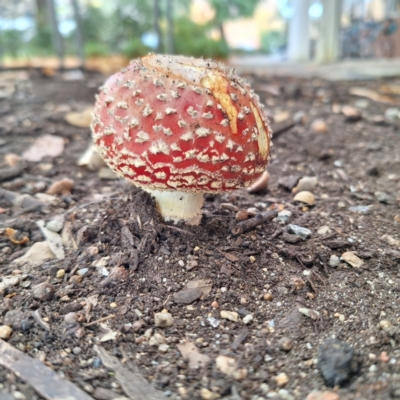 Amanita muscaria (Fly Agaric) at Acton, ACT - 6 May 2024 by LouGaffey