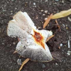 Amanita muscaria at Australian National University - 6 May 2024