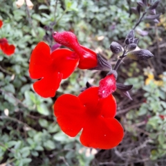 Unidentified Plant at Acton, ACT - 6 May 2024 by LouGaffey