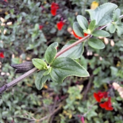 Salvia sp. at Australian National University - 6 May 2024 12:38 PM