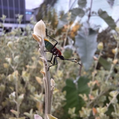 Dindymus versicolor (Harlequin Bug) at Australian National University - 6 May 2024 by LouGaffey
