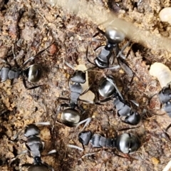 Polyrhachis phryne (A spiny ant) at Flea Bog Flat, Bruce - 6 May 2024 by trevorpreston
