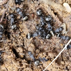 Polyrhachis phryne at Bruce Ridge to Gossan Hill - 6 May 2024