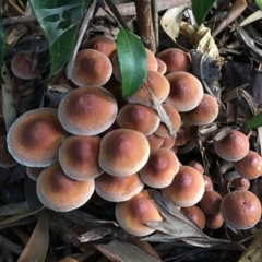 Hypholoma fasciculare at O'Connor, ACT - suppressed