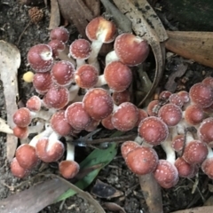 Hypholoma fasciculare at O'Connor, ACT - suppressed