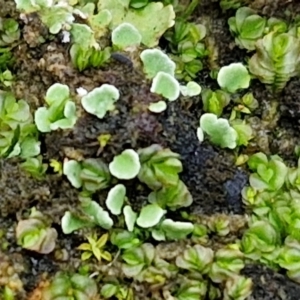 Lethocolea pansa at Bruce Ridge to Gossan Hill - 6 May 2024 01:07 PM