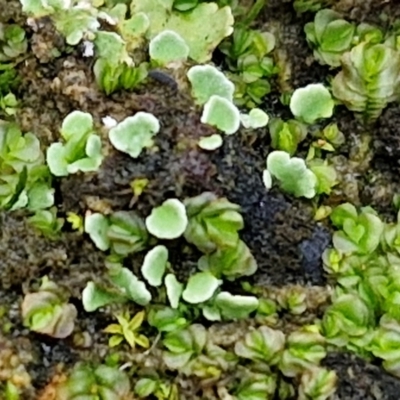 Lethocolea pansa (A ground liverwort) at Bruce Ridge to Gossan Hill - 6 May 2024 by trevorpreston