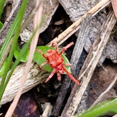 Trombidiidae (family) (Red velvet mite) at Flea Bog Flat, Bruce - 6 May 2024 by trevorpreston