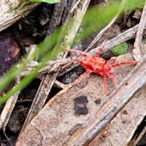 Trombidiidae (family) at Bruce Ridge to Gossan Hill - 6 May 2024 01:06 PM