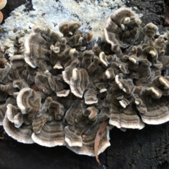 Trametes versicolor (Turkey Tail) at O'Connor, ACT - 6 May 2024 by RWPurdie