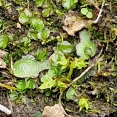 Asterella drummondii at Flea Bog Flat, Bruce - 6 May 2024 by trevorpreston