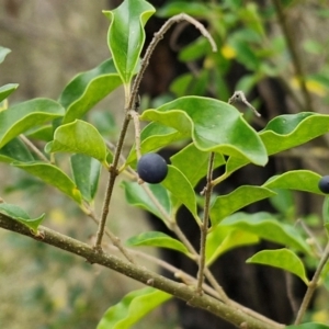 Ligustrum sinense at Bruce Ridge to Gossan Hill - 6 May 2024