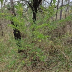 Ligustrum sinense at Bruce Ridge to Gossan Hill - 6 May 2024