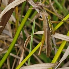 Bermius brachycerus at Flea Bog Flat, Bruce - 6 May 2024 12:58 PM