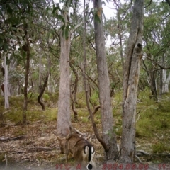 Dama dama (Fallow Deer) at Tharwa, ACT - 4 May 2024 by Shazw