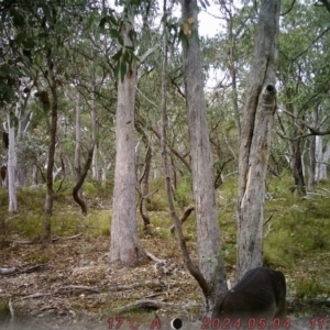 Dama dama at Rob Roy Range - 4 May 2024