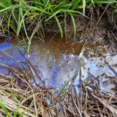 Iron Bacteria at Bruce Ridge to Gossan Hill - 6 May 2024 by trevorpreston