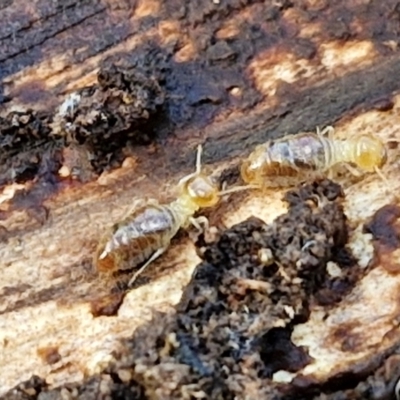 Termitoidae (informal group) (Unidentified termite) at Flea Bog Flat, Bruce - 6 May 2024 by trevorpreston