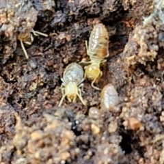 Termitoidae (informal group) at Bruce Ridge to Gossan Hill - 6 May 2024