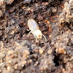 Termitoidae (informal group) at Bruce Ridge to Gossan Hill - 6 May 2024