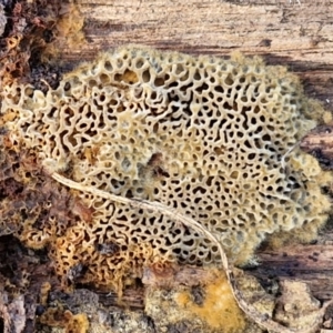 zz flat polypore - not white(ish) at Flea Bog Flat, Bruce - 6 May 2024 12:49 PM