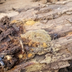 zz flat polypore - not white(ish) at Flea Bog Flat, Bruce - 6 May 2024 12:49 PM