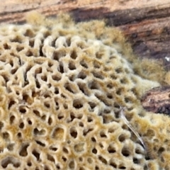 zz flat polypore - not white(ish) at Flea Bog Flat, Bruce - 6 May 2024 12:49 PM