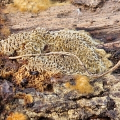 zz flat polypore - not white(ish) at Flea Bog Flat, Bruce - 6 May 2024 12:49 PM