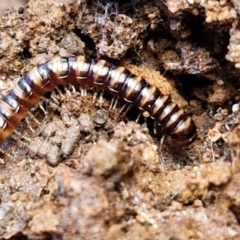 Paradoxosomatidae sp. (family) (Millipede) at Bruce Ridge to Gossan Hill - 6 May 2024 by trevorpreston