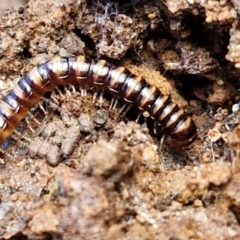 Paradoxosomatidae sp. (family) (Millipede) at Flea Bog Flat, Bruce - 6 May 2024 by trevorpreston