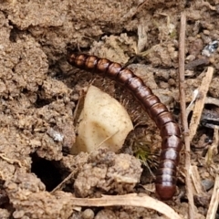 Diplopoda (class) (Unidentified millipede) at Bruce, ACT - 6 May 2024 by trevorpreston