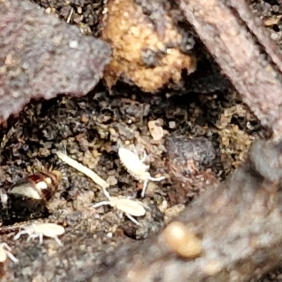 Entomobryomorpha (order) (Entomobryomorph springtail) at Flea Bog Flat, Bruce - 6 May 2024 by trevorpreston