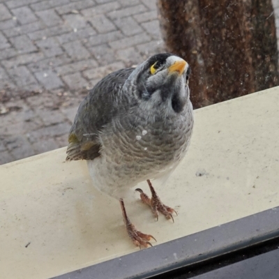 Manorina melanocephala (Noisy Miner) at Greenway, ACT - 6 May 2024 by MatthewFrawley