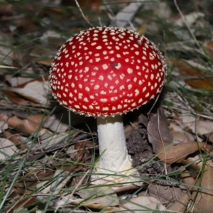 Amanita muscaria at National Arboretum Forests - 3 May 2024 03:44 PM